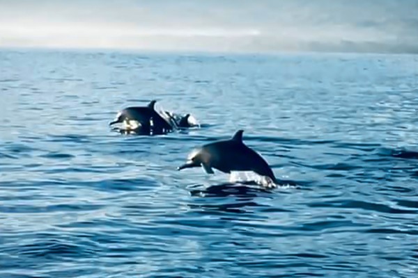 Exploring Dolphins 2