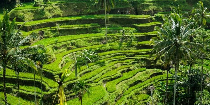 Tegalalang Tour – A Must-Visit Wonder of Ubud!